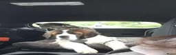 Saint Bernard dogs for sale: Saint Bernard Puppy - Advert 3
