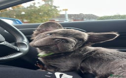 French Bulldog dogs for sale: Fluffy ** 5 month old  puppy  - Image 4