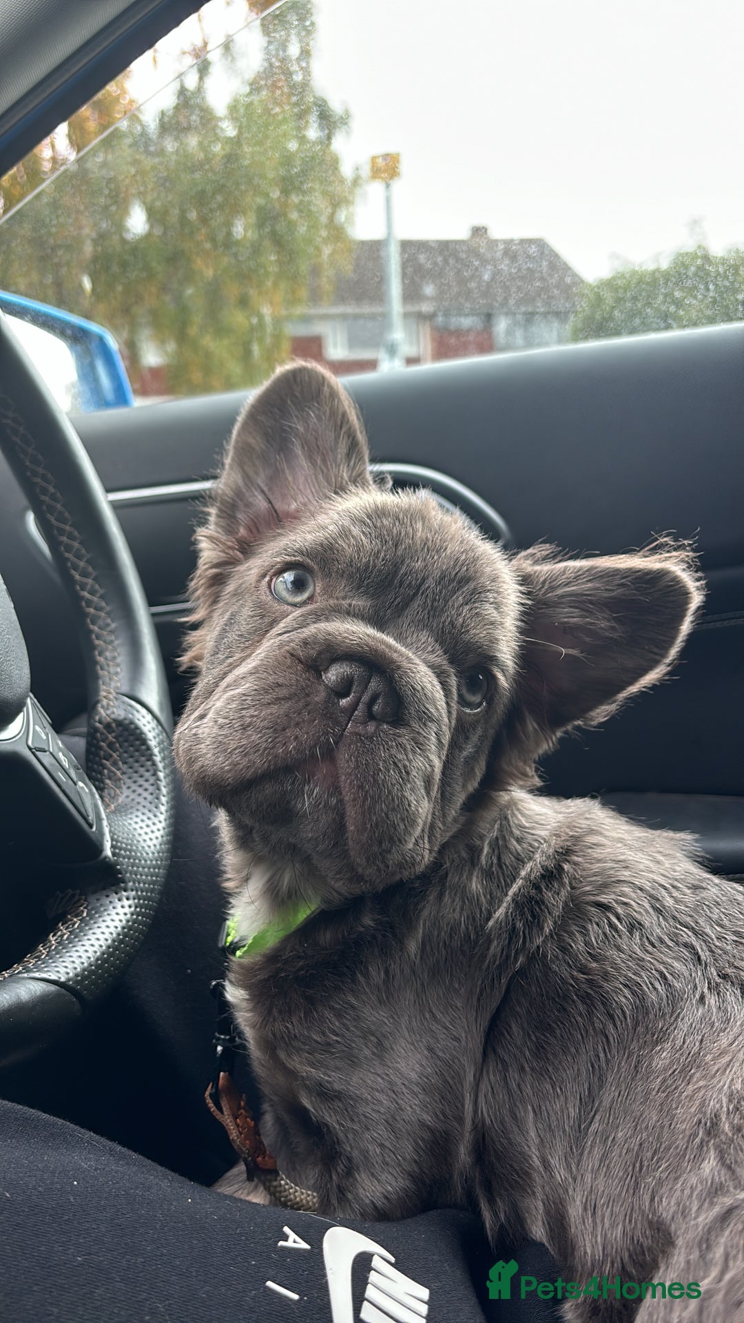 French Bulldog dogs for sale: Fluffy ** 5 month old  puppy  - Image 4