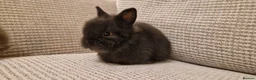 Lionhead rabbits for sale: Purebred Lionhead babies - Advert 3