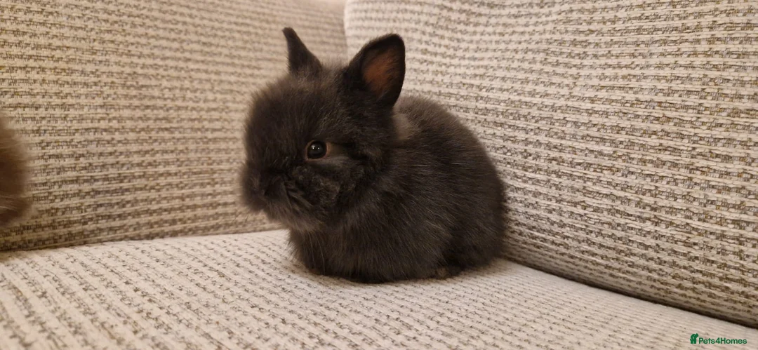 Lionhead rabbits for sale: Purebred Lionhead babies - Advert 3