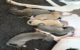 Italian Greyhound dogs for sale: 7/8 Italian Greyhound, 1/8 Whippet Puppies - Image 16