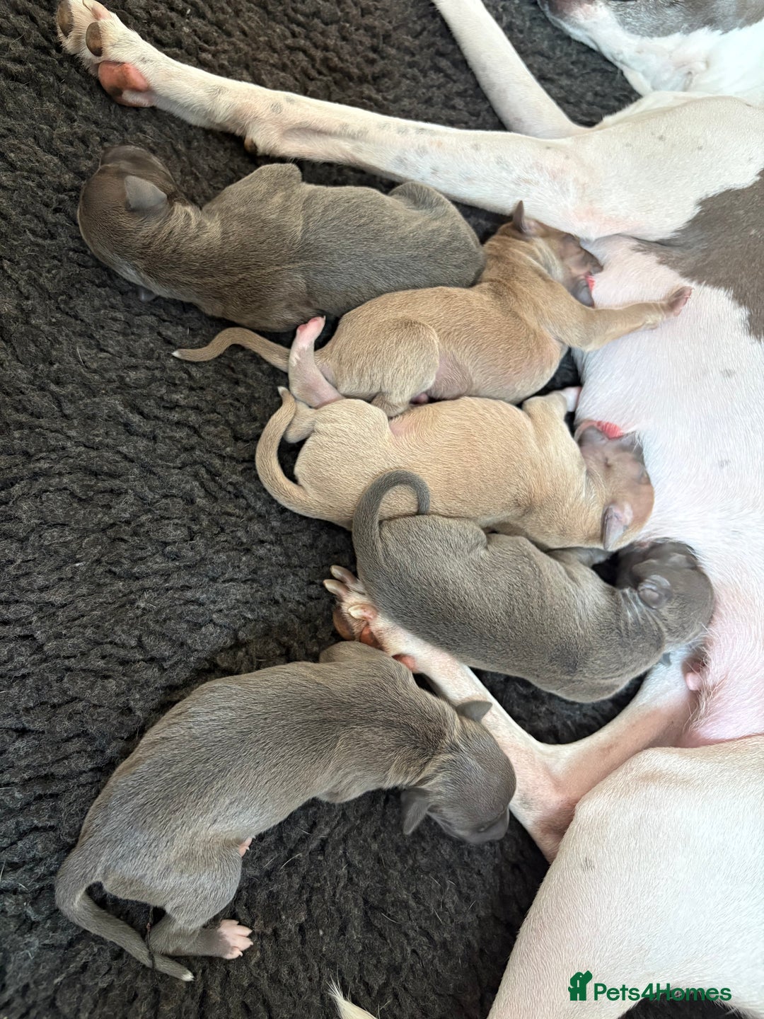 Italian Greyhound dogs for sale: 7/8 Italian Greyhound, 1/8 Whippet Puppies - Image 16