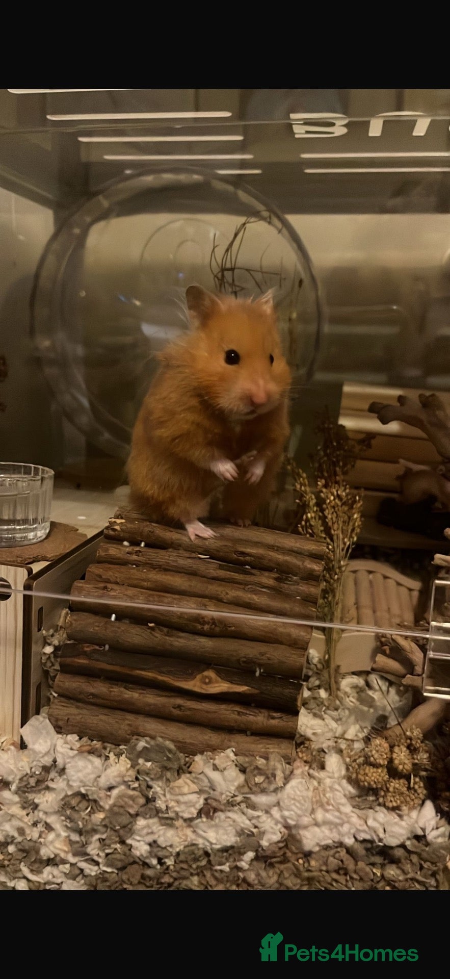 Hamster rodents female hamster with entire setup  - Advert 2