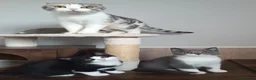 Scottish Fold cats for sale: Beautiful kittens - Advert 7