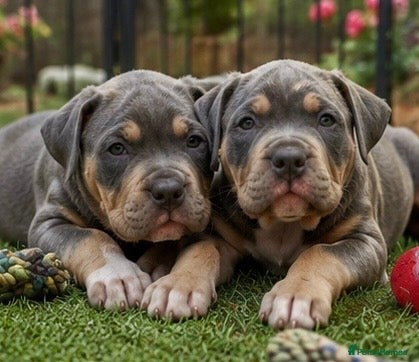 American Bully dogs American pocket bullies  - Advert 18