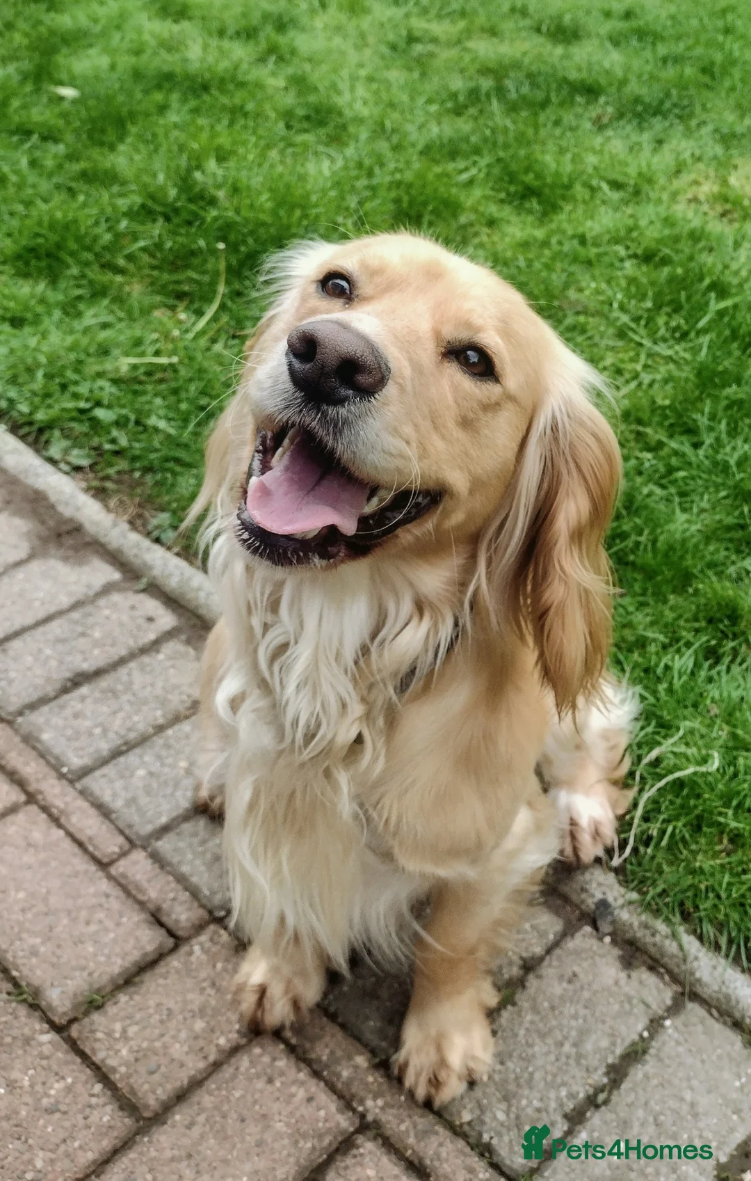 Cocker Spaniel dogs for sale: KC registered cocker spaniel - Advert 2