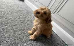 Cockapoo dogs for sale: Beautiful Cockerpoo Puppies. (Sand, Merle, Black) - Image 23