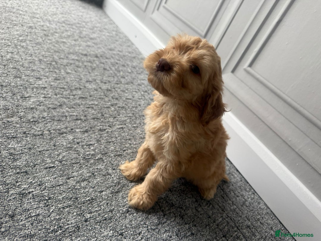 Cockapoo dogs for sale: Beautiful Cockerpoo Puppies. (Sand, Merle, Black) - Image 23