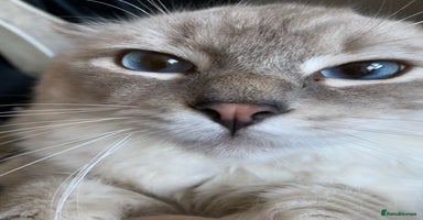 Ragdoll cats - Advert 4