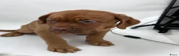 Dogue De Bordeaux dogs for sale: Dogue de Bordeaux Female  - Advert 2