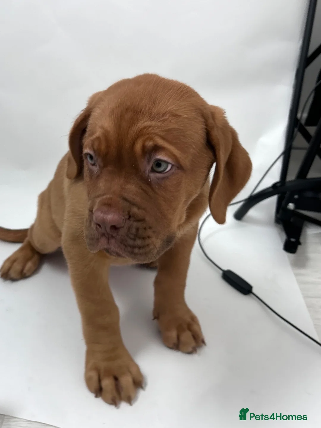 Dogue De Bordeaux dogs for sale: Dogue de Bordeaux Female  - Advert 2