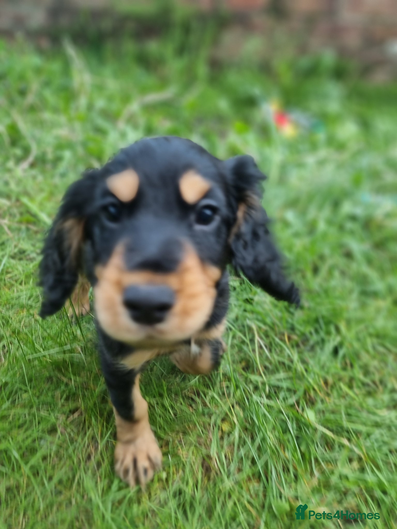 Cocker Spaniel dogs Reduced last pup KC Registered cocker pup 🐶  - Advert 1