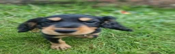 Cocker Spaniel dogs for sale: KC REGISTERED COCKER SPANIELS - Advert 8