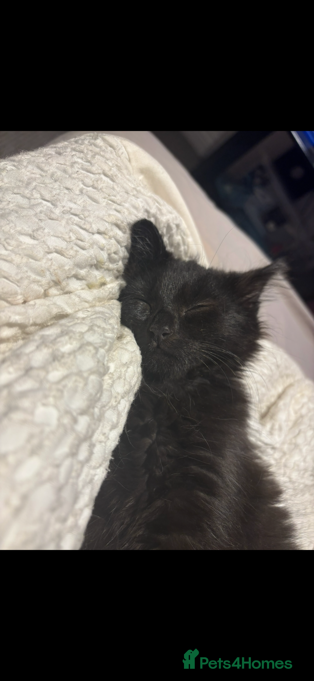 Maine Coon cats for sale: Our beautiful Enzo - Image 8