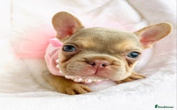 French Bulldog dogs for sale: NEWSHADE ISABELLA FRENCH BULLDOGS - Image 5