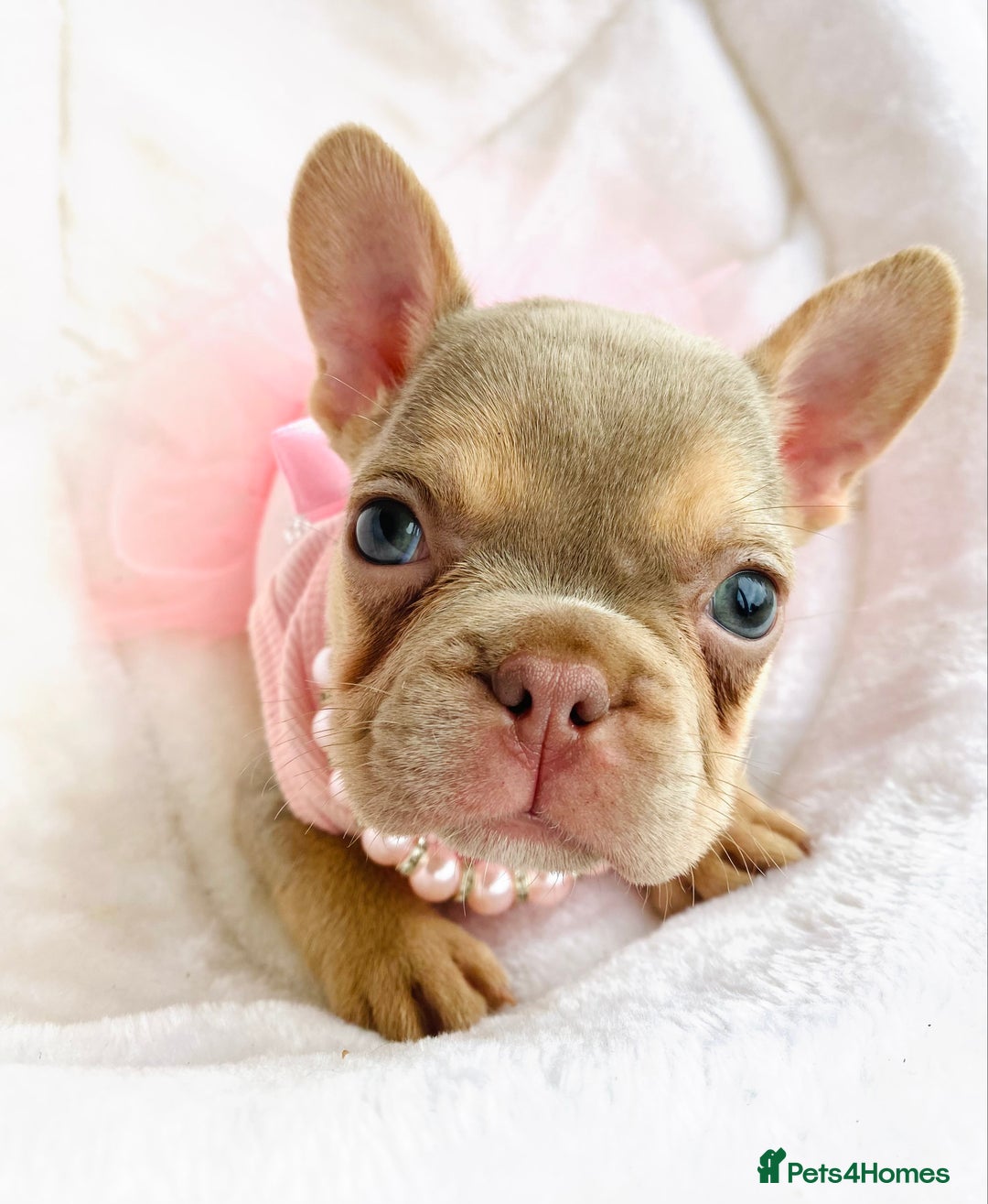 French Bulldog dogs for sale: NEWSHADE ISABELLA FRENCH BULLDOGS - Image 5