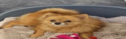 Pomeranian dogs for sale: Pomeranian puppies x 2boys  - Advert 2