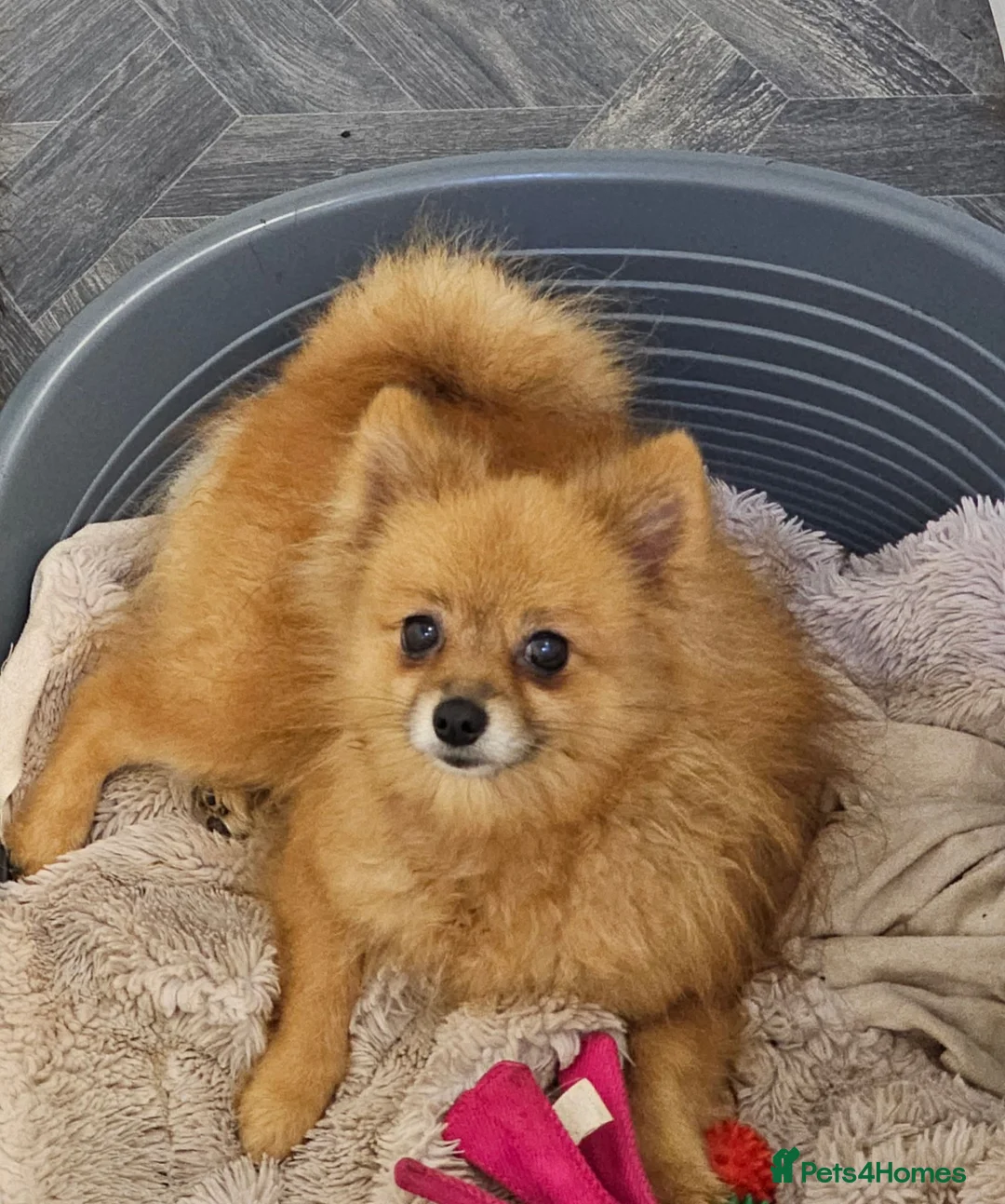 Pomeranian dogs for sale: Pomeranian puppies x 2boys  - Advert 2