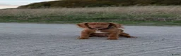 Cocker Spaniel dogs for sale: Gorgeous cocker spaniel male for sale  - Advert 3
