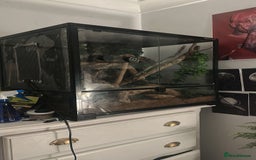 Gecko reptiles for sale: Crested gecko with enclosure  - Image 4