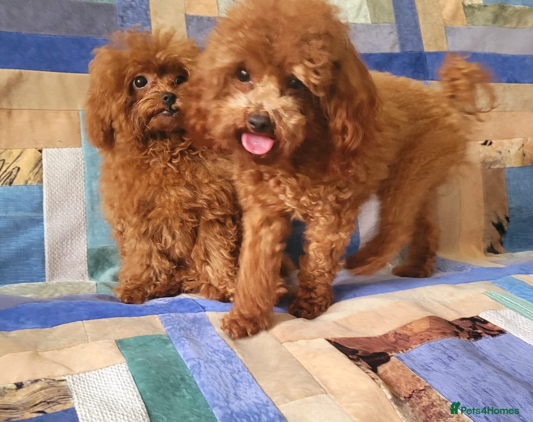Toy Poodle dogs for sale: Asian Toy Poodle (VERY SMALL) - Image 10