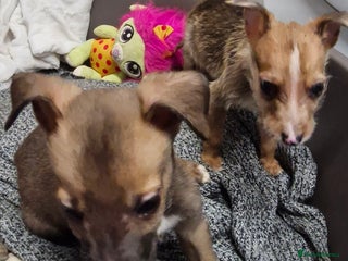 Lurcher dogs - Advert 12