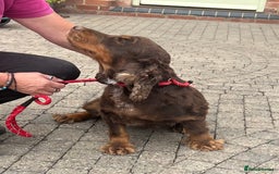 Cocker Spaniel dogs for sale: Chocolate and Tan cocker spaniel  - Image 2