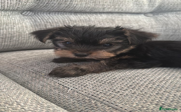 Yorkshire Terrier dogs - Advert 4