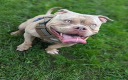 American Bully dogs for sale: Super loving Pocket bully rehome - Image 4