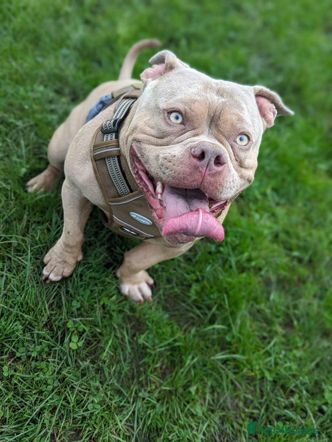 American Bully dogs for sale: Super loving Pocket bully rehome - Image 4