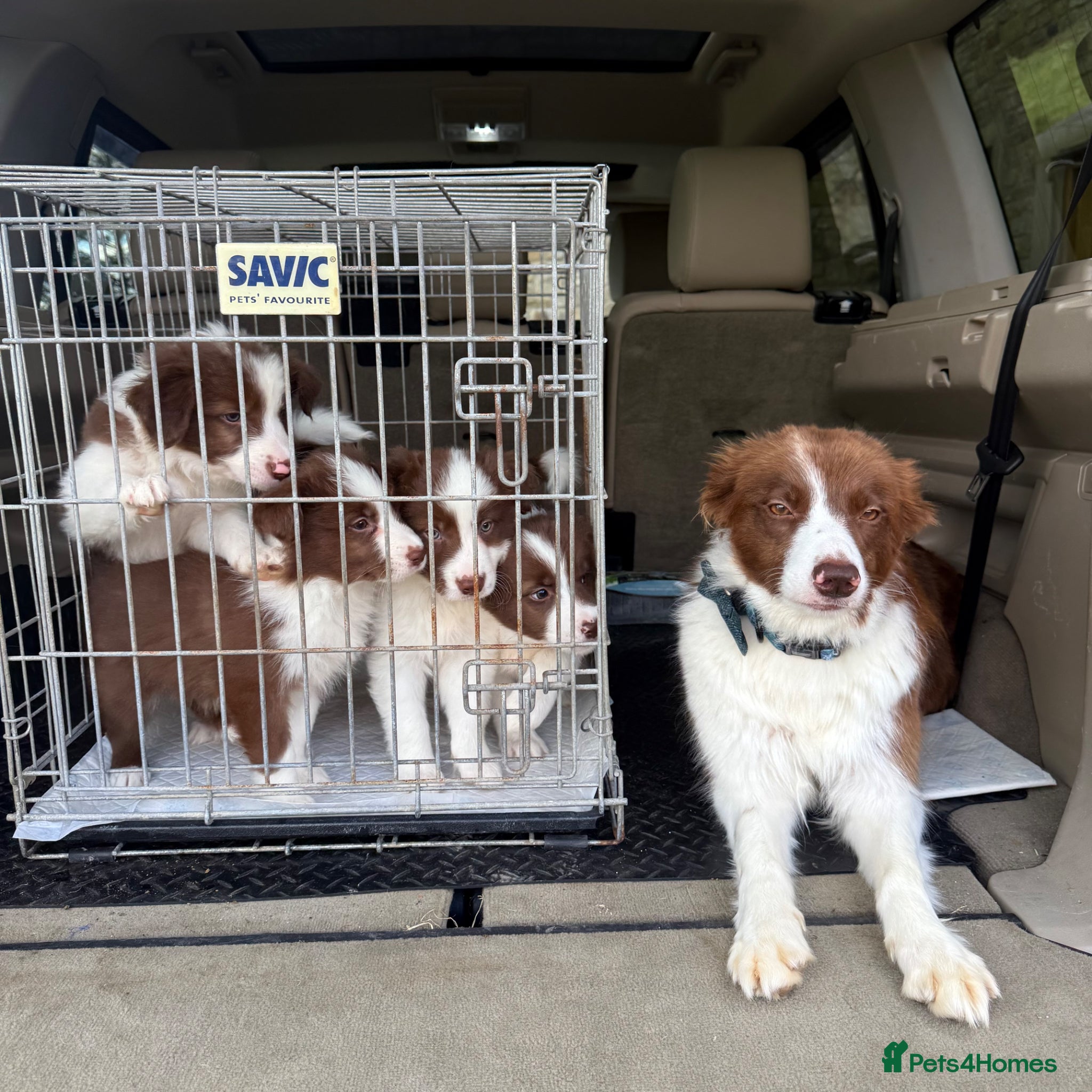 Border Collie dogs Quality Red & White Border Collie Puppies - Advert 4