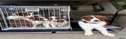 Border Collie dogs for sale: Quality Red & White Border Collie Puppies - Advert 1