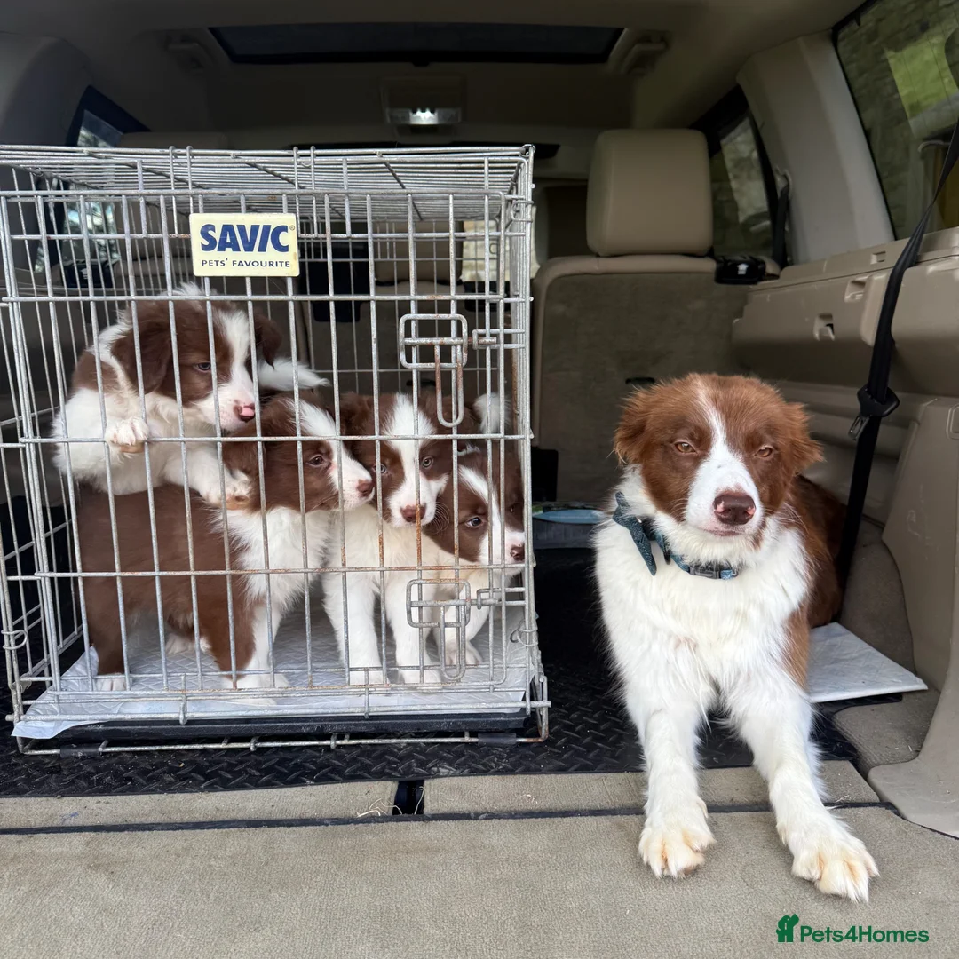 Border Collie dogs for sale: Quality Red & White Border Collie Puppies - Advert 1