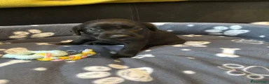 Labrador Retriever 5