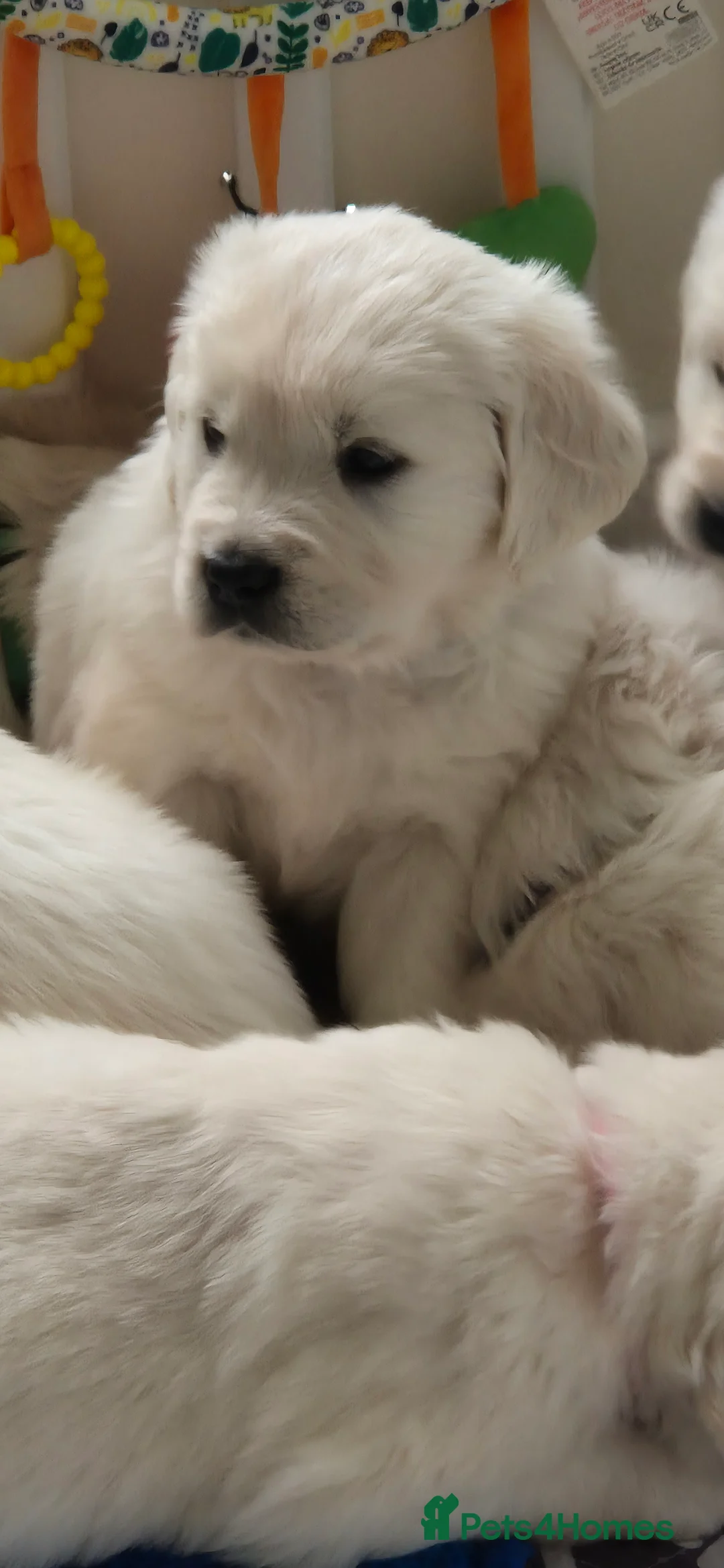 Golden Retriever dogs for sale: KC Registered Golden Retrievers - Advert 10