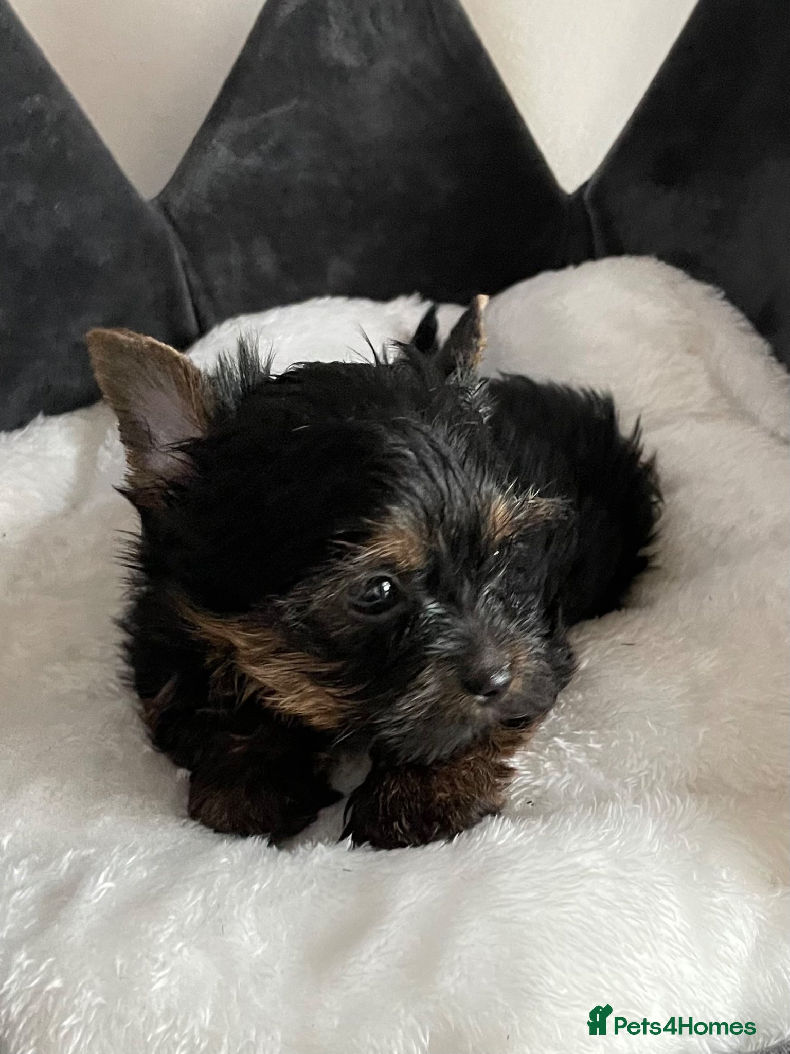 Yorkshire Terrier dogs Adorarable Yorkie Boys 5🌟Licenced Breeder - Advert 14