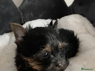 Yorkshire Terrier dogs Adorarable Yorkie Boys 5🌟Licenced Breeder - Advert 14