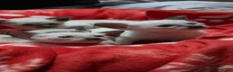 Siamese cats for sale: Stunning GCCF registered Siamese Kittens for sale - Advert 3
