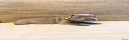 Staffordshire Bull Terrier dogs for sale: Kc health clear - Advert 10