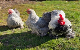 Chickens poultry for sale: Bantams and Pekins for sale - Image 13