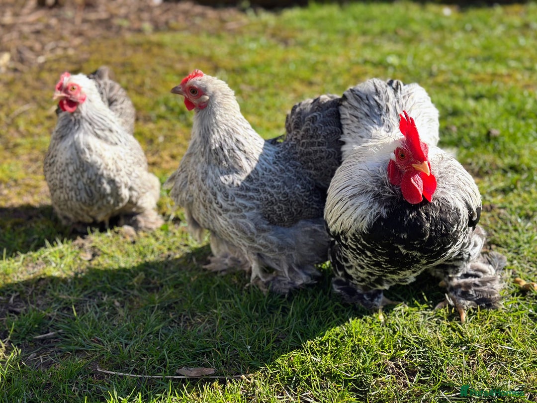 Chickens poultry for sale: Bantams and Pekins for sale - Image 13