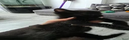 Domestic Shorthair cats for sale: Beautiful kitten for sale - Advert 4