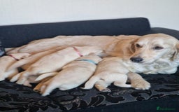 Golden Retriever dogs for sale: 🐾Pure Golden retrievers puppy🐾 - Image 28