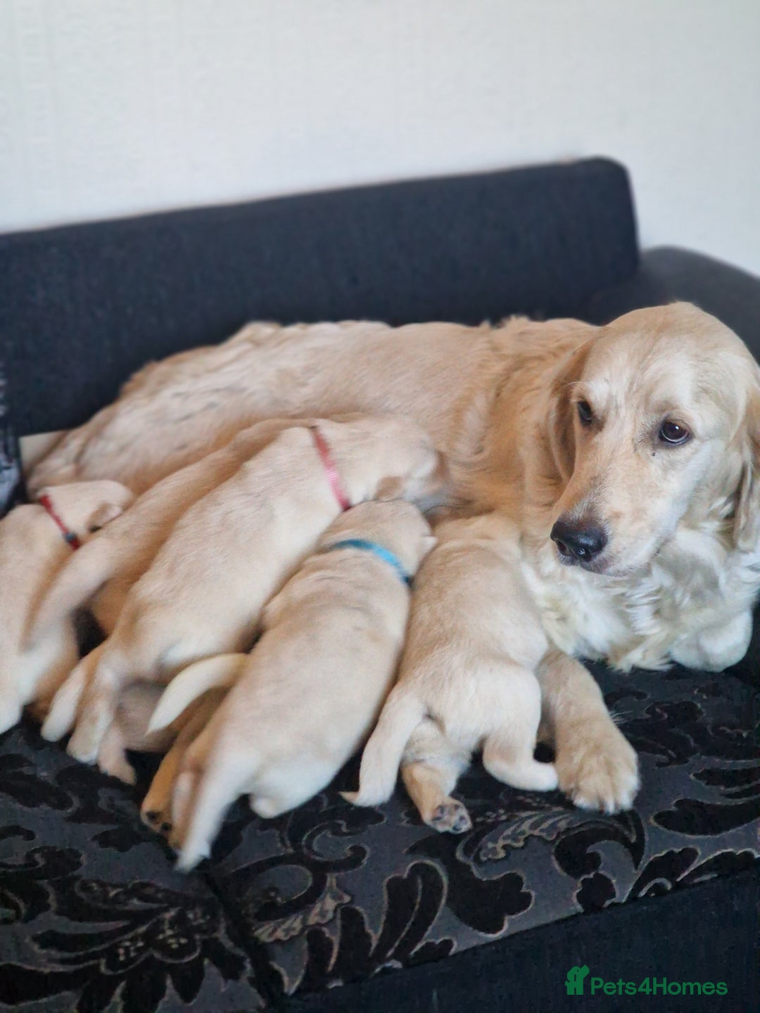 Golden Retriever dogs for sale: 🐾Pure Golden retrievers puppy🐾 - Image 28