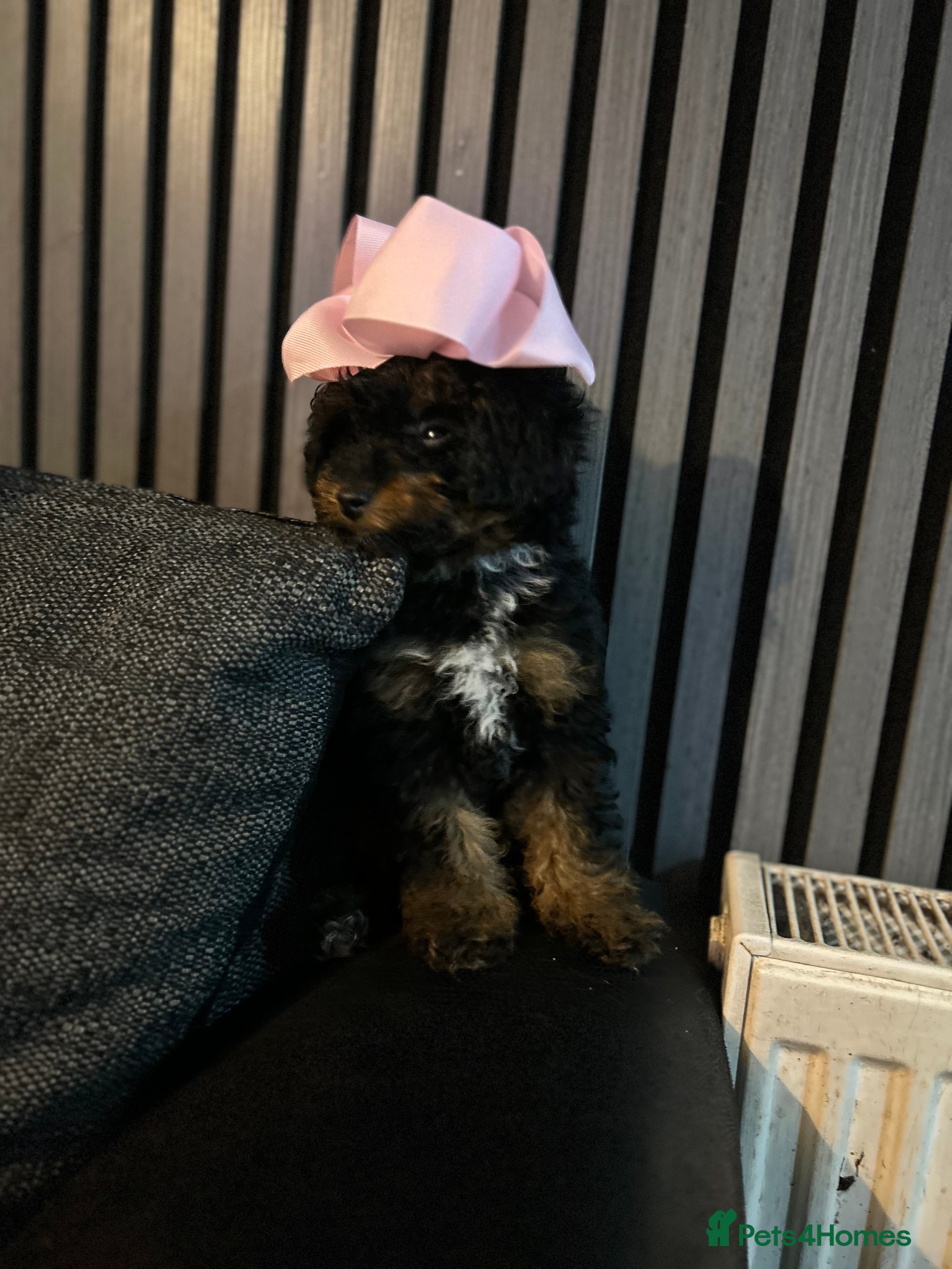 Poochon dogs Cavapoochon  - Advert 8