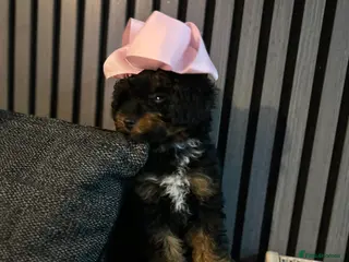 Poochon dogs Cavapoochon - Advert 8