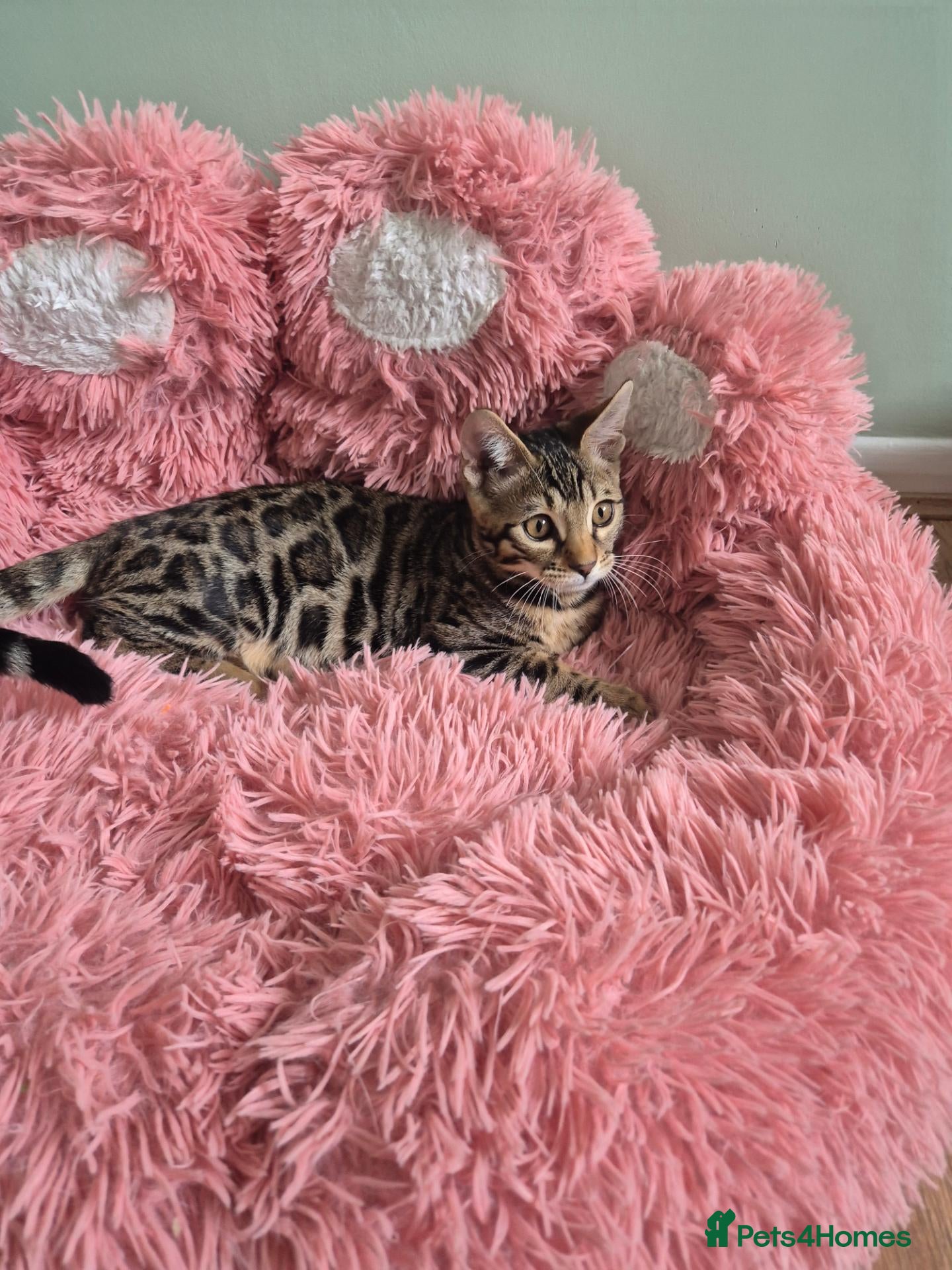 Bengal cats for sale: Last TICA Bengal Boy Left  Don’t Miss Out 🥰 - Advert 2