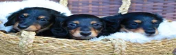Miniature Dachshund dogs for sale: 3 beautiful miniature dachshunds 🐶  - Advert 7