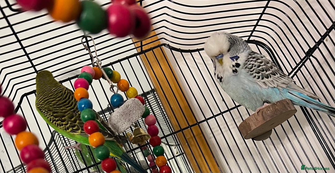 Budgerigars birds for sale: Two beautiful budgies - Image 2